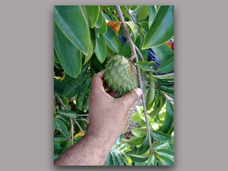 Black Hands picking soursop fruit jamaica