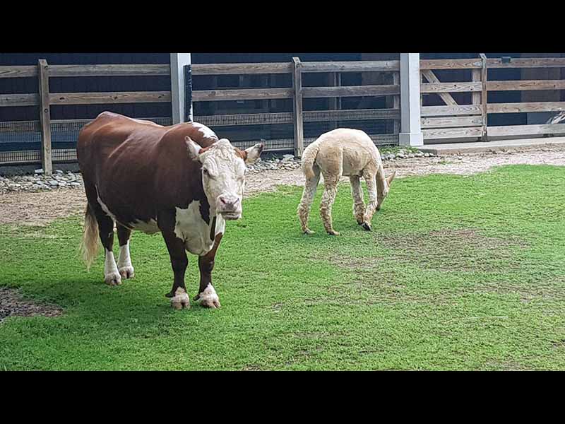 Cow on a Farm