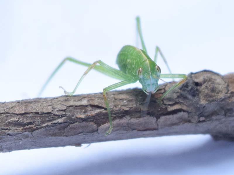 Green Grasshopper