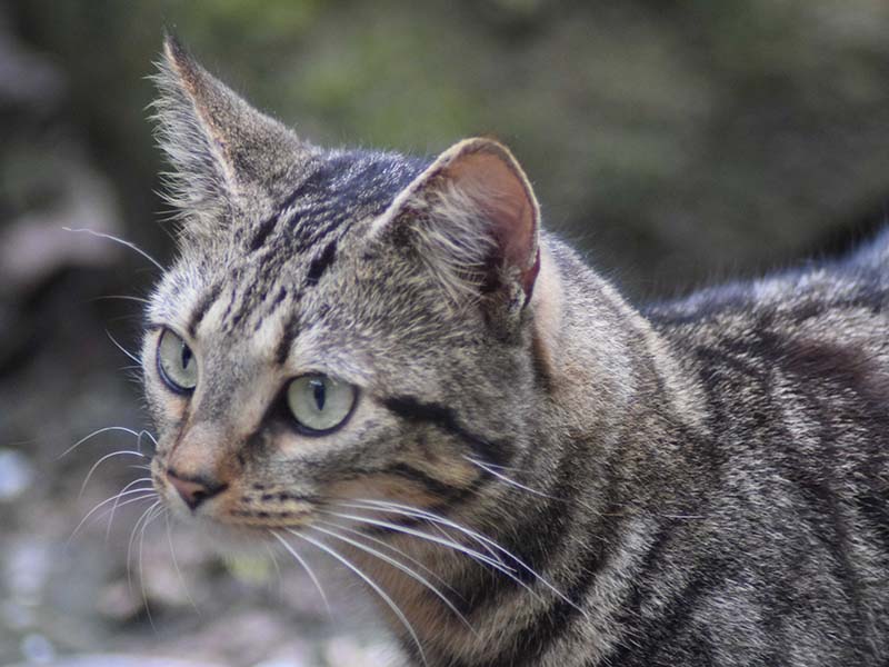 Grey Cat – Cariblens