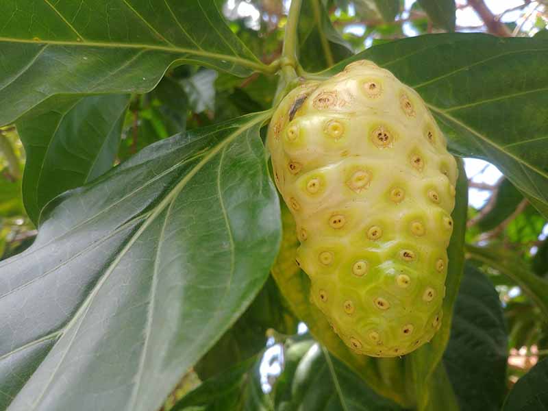 Jamaican noni fruit