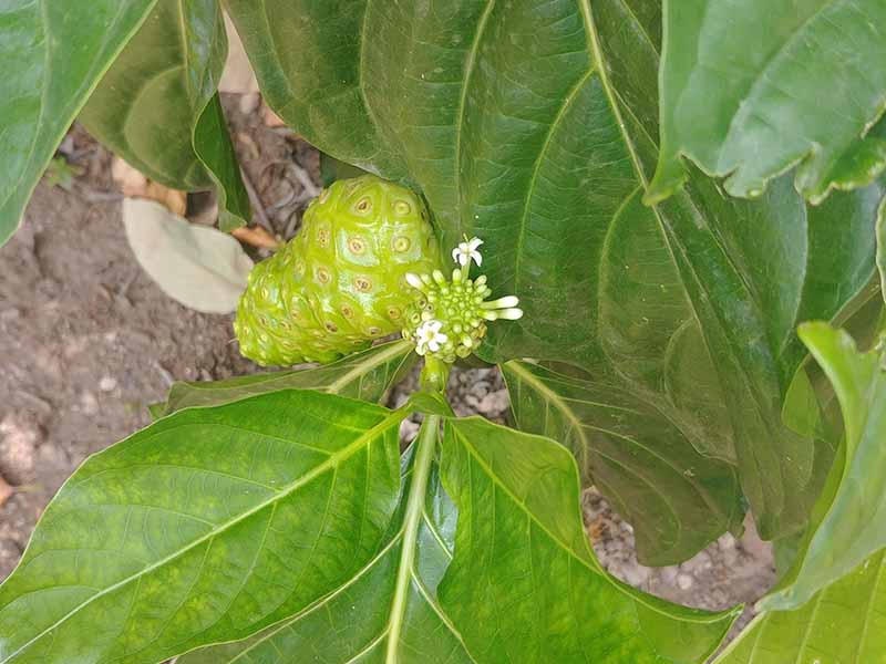 Jamaican noni fruit with blossom