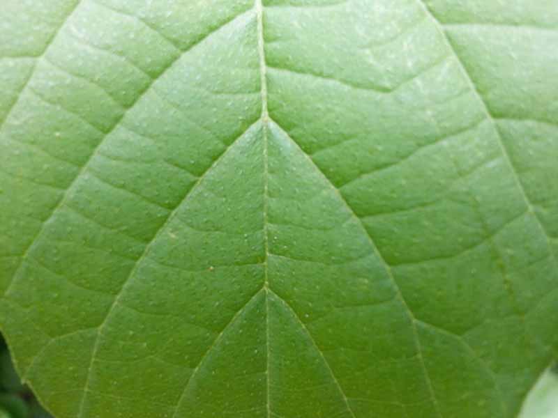 Leaf Background