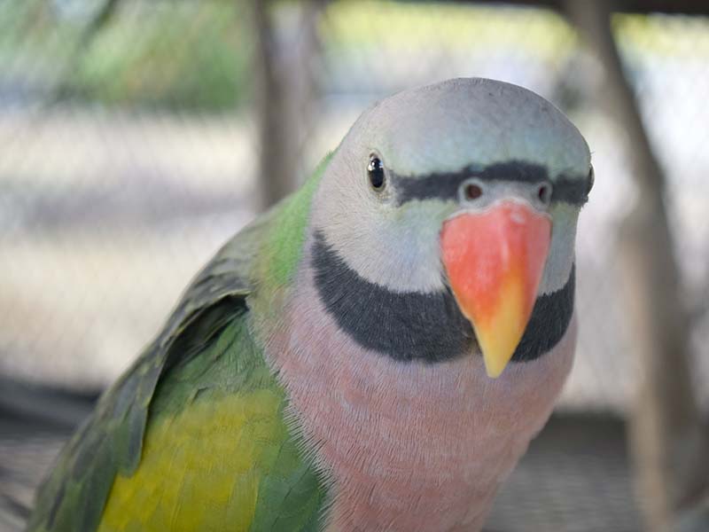 Rose-ringed parrot looking at camera