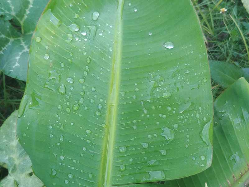 banana leaf with water droplets