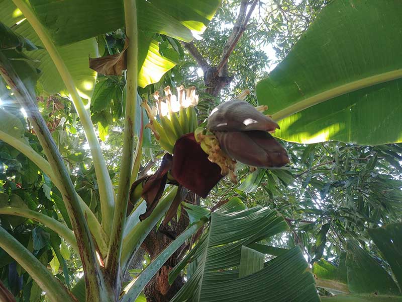 Banana Shoot