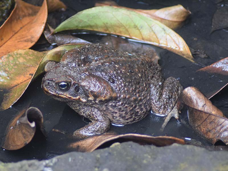 bullfrog in muddy water