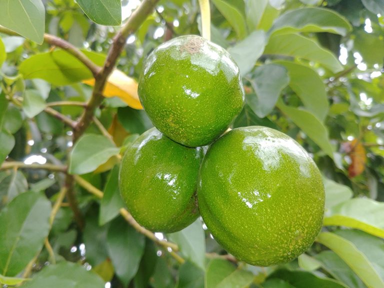 jamaican Pear or Avocado - Cariblens