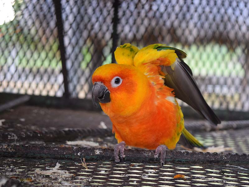 lovebird or parrot in cage about to spread wings preview