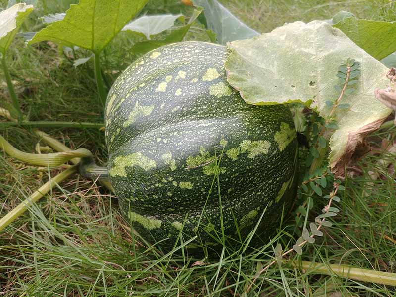 Jamaican pumpkin fruit