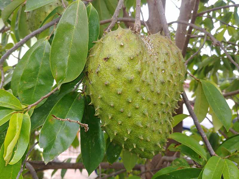 soursop fruit jamaica preview