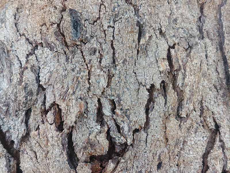 tree bark texture