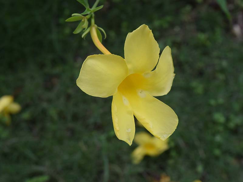 Yellow trumpet flower blossom