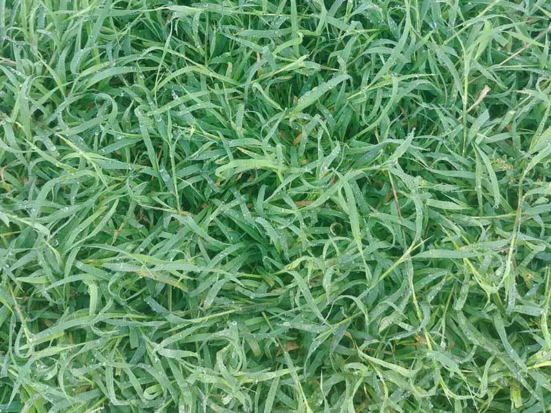 Grass texture with dew