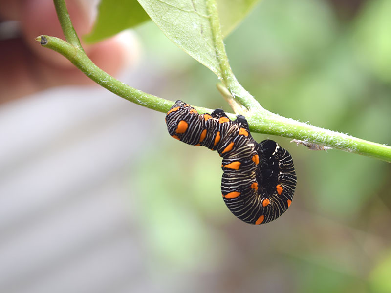 Caterpillar on a twig