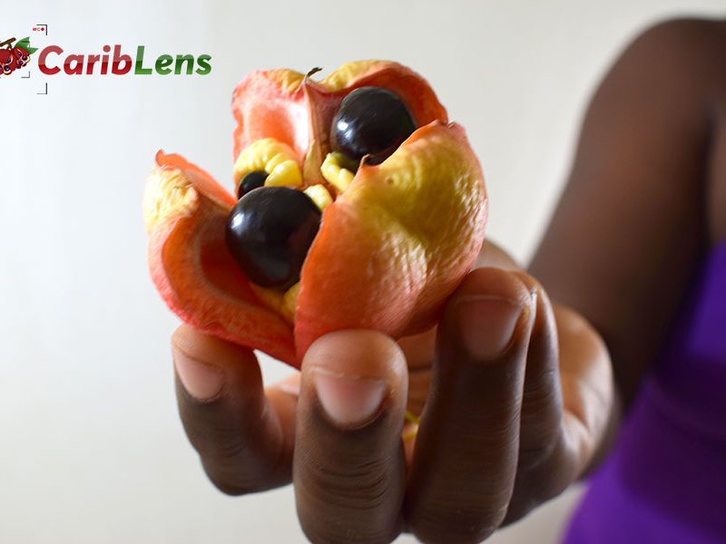 Black African woman holding a single open Ackee in her hand