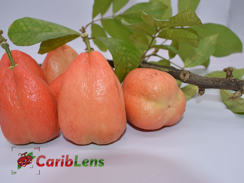 Green unripened Jamaican Ackee also known as ankye, achee, akee