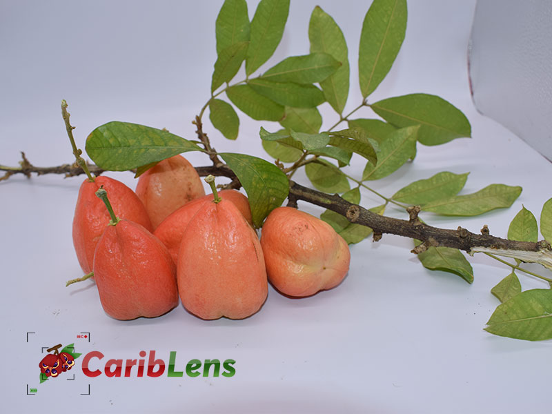 Green unripened Jamaican Ackee also known as ankye, achee, akee