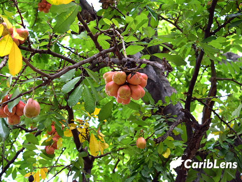 Jamaican Ackee also know as ankye tree with fruits bearing Ackee on tree Free photo