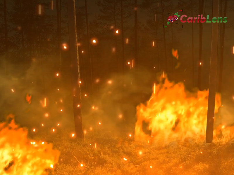 Forest fire free stock footage