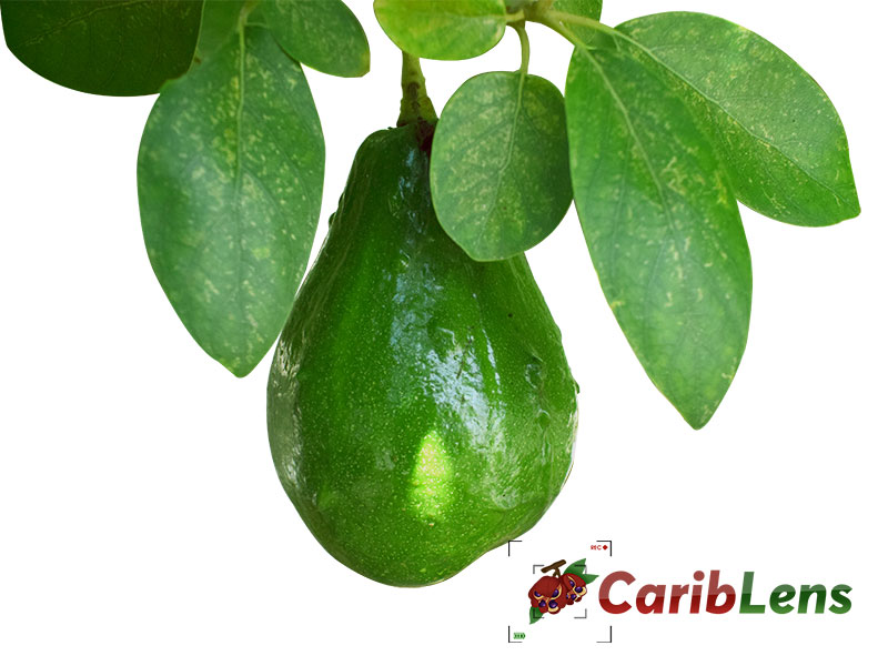 Pear or avocado hanging from a tree with transparent background