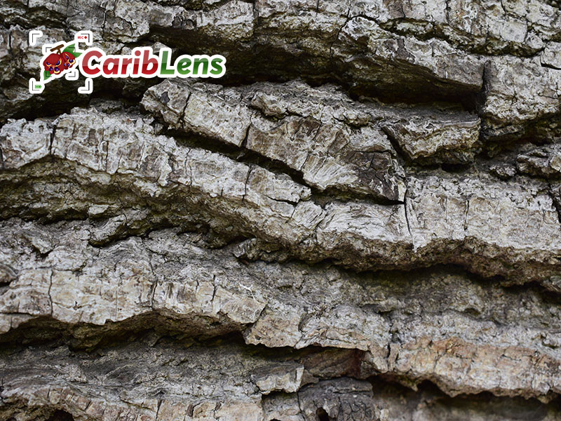 Rough tree bark texture – Jamaican Pear tree