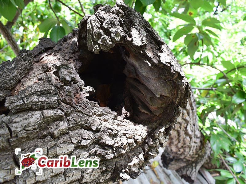 Tree with hole in trunk