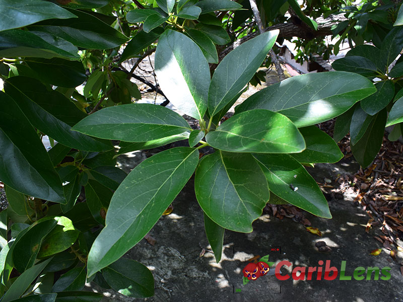 Pear leaf