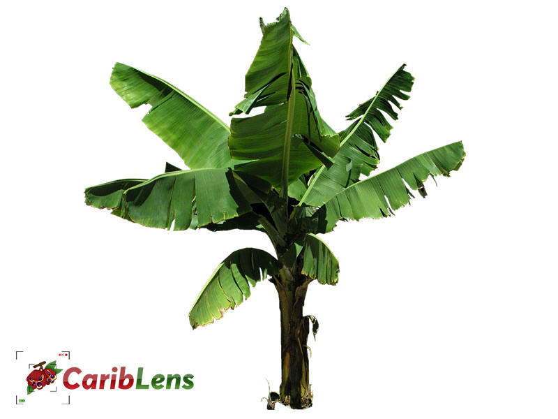 Banana Tree Cut Out Png Free Graphics