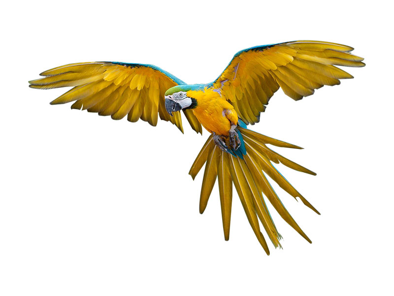 Blue and Yellow Macaw – Parrot Bird Flying PNG cut out