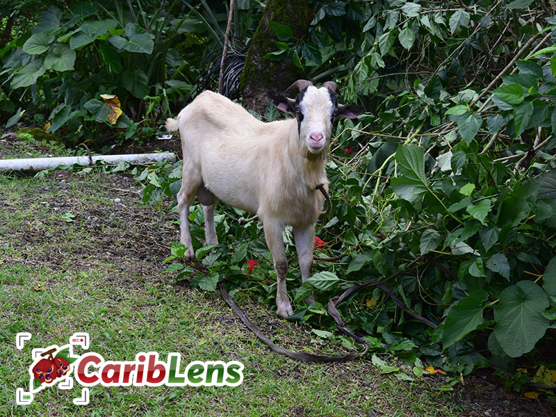 Jamaican Ram Goat Looking At Camera Tied To A Tree Low Res