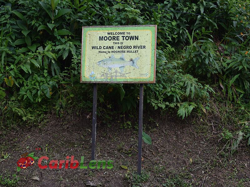Welcome To Moore Town Sign Wild Cane Or Negro River