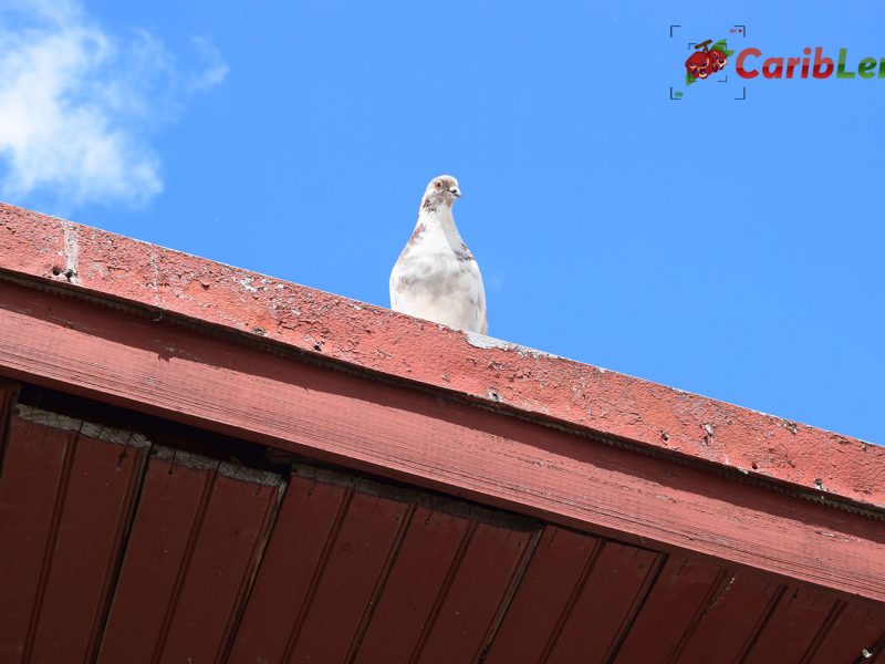 White and brown pigeon sitting on the rooftop