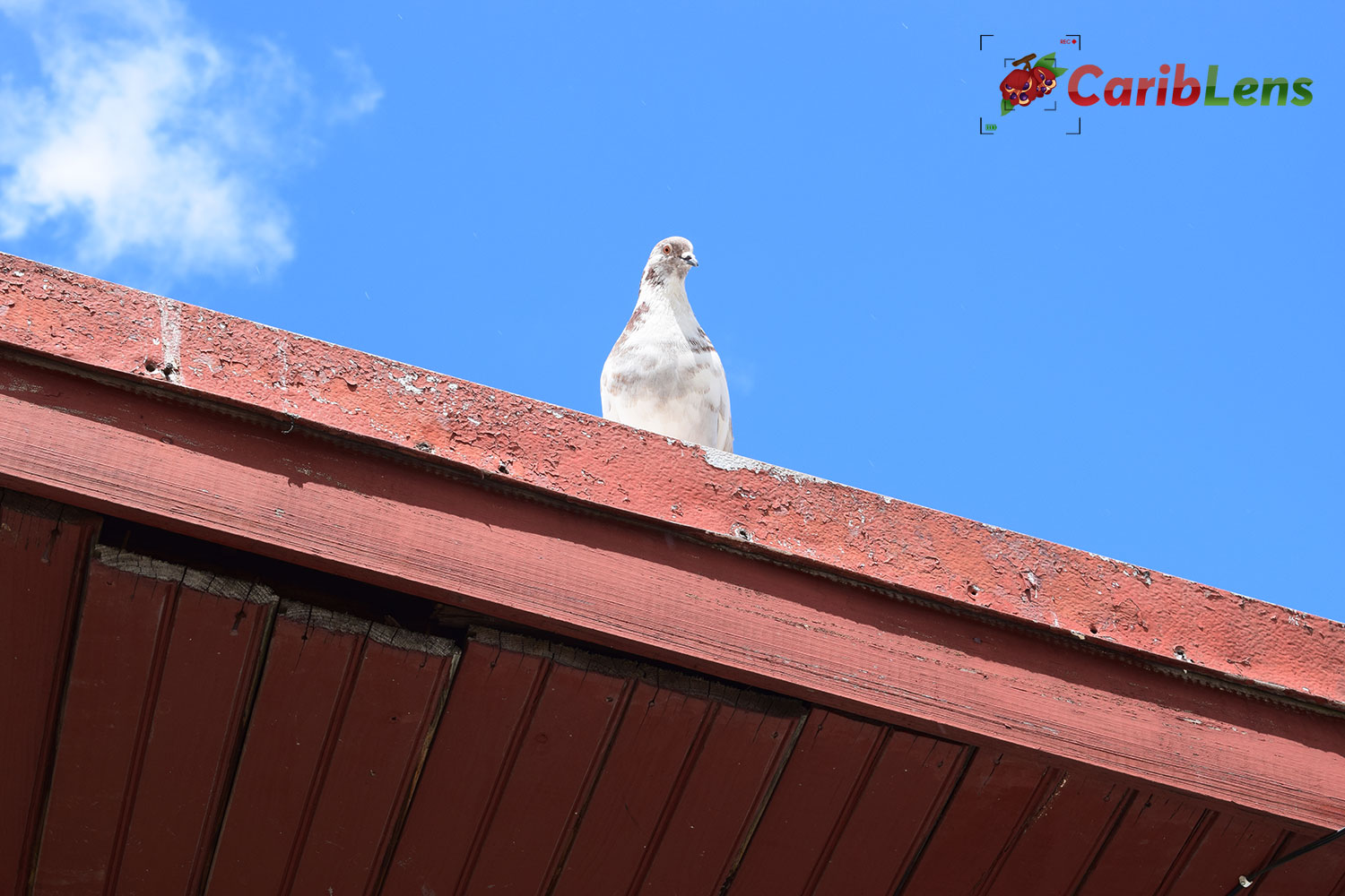 white and brown pigeon sitting on the rooftop