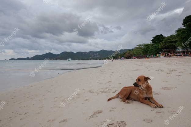 Beach of tropical island. the dog on sand, clouds. Free Photo