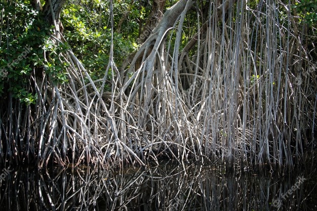 Broad river close to black river in jamaica, exotic landscape in mangroves Free Photo