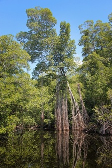 Broad river close to black river in jamaica, exotic landscape in mangroves Free Photo