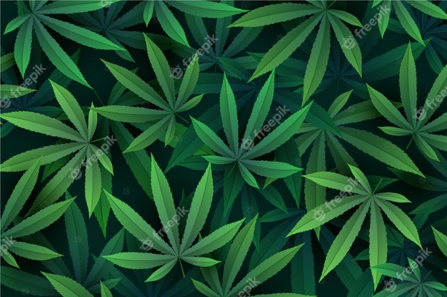 Realistic Cannabis leaf background Free Vector