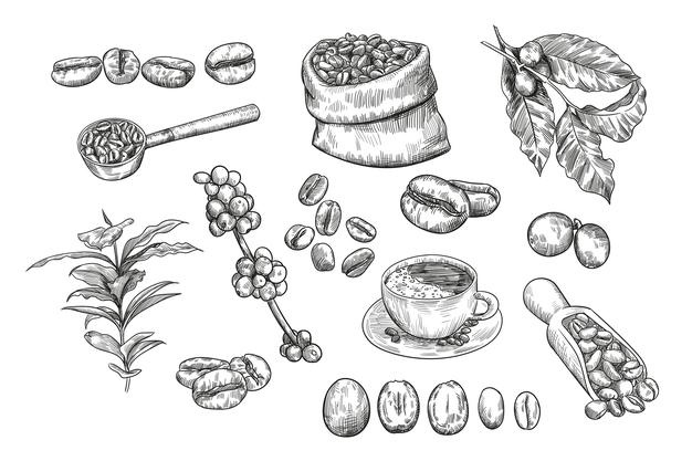 Coffee beans sketch set Free Vector