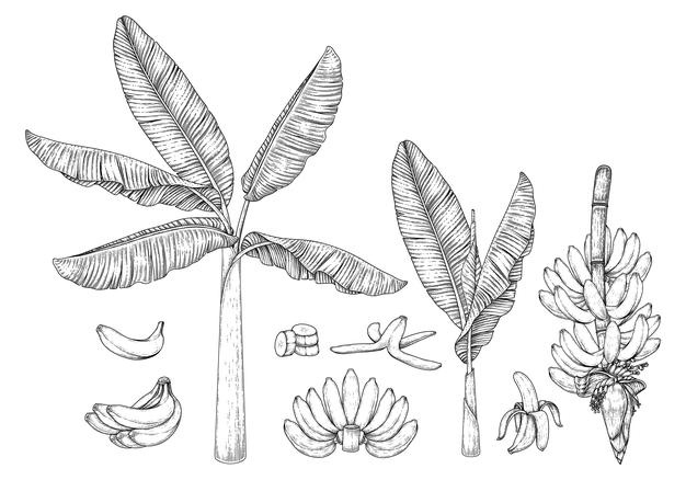 Banana Tree Fruit Blossom Hand Drawn Retro Illustration 37827 1009