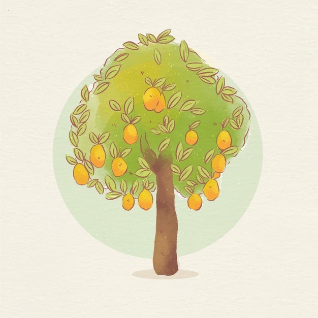 Botanical Mango Tree With Fruits 23 2148799059