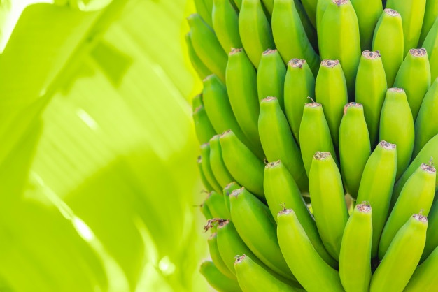 Grenn Bananas Palm Cultivation Fruits Tenerife Island Plantation Young Unripe Banana With Palm Leaves Shallow Depth Field Closeup 1217 1764