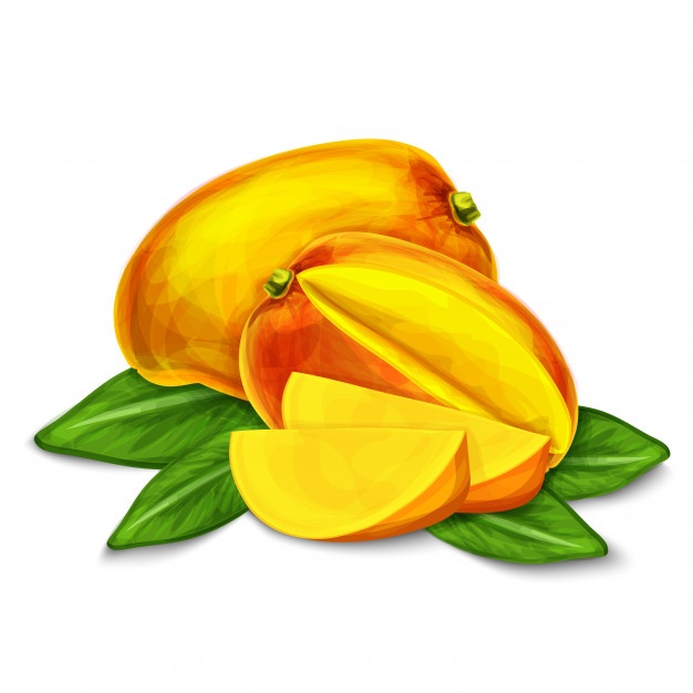 Mango Isolated Illustration 98292 4039