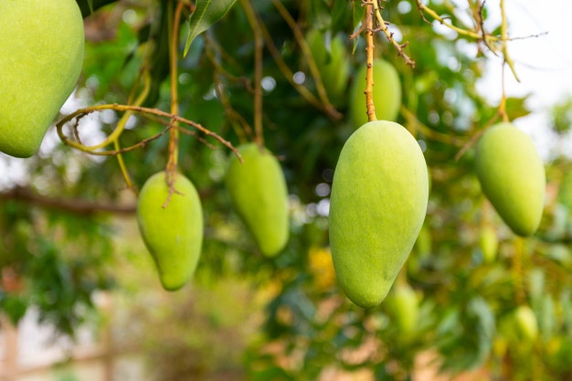 Mango Tree With Nature 1150 12252