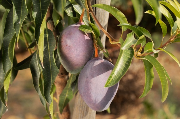 Raw mango fruit in a tree Free Photo