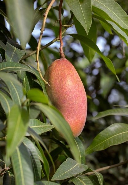 Raw mango fruit in a tree Free Photo