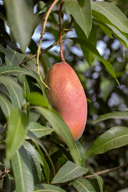 Raw Mango Fruit Tree 23 2149204836
