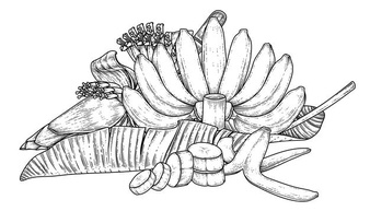 Set Banana Fruit Leaf Banana Blossom Hand Drawn Sketch 37827 1010