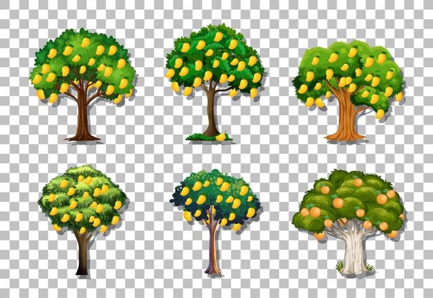 Set of variety mango trees on transparent background Free Vector