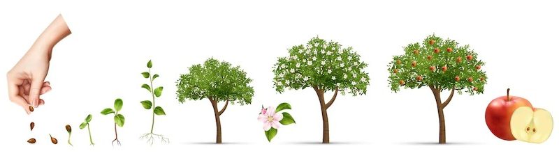 Life cycle of apple tree Free Vector